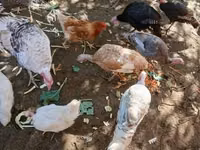 Turkeys — foto 1