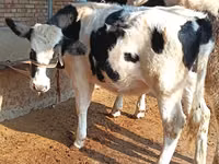 소(암수 미지정, 묶음), Russian Black pied cattle — 사진 2