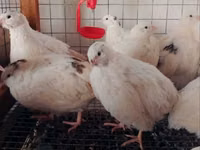 Quails — photo 1