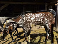 Kozel, Beetal goats — foto 2