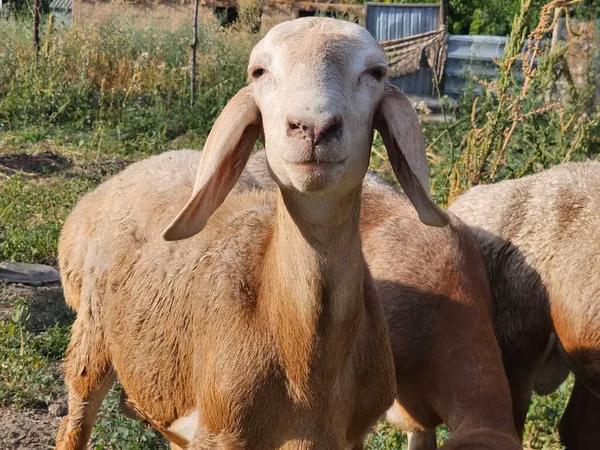 قوچ, Arashan sheep — قرقیزستان