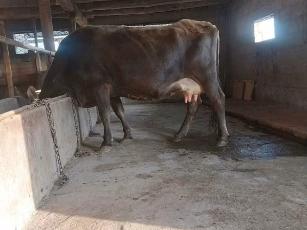گاو ماده, گاو
