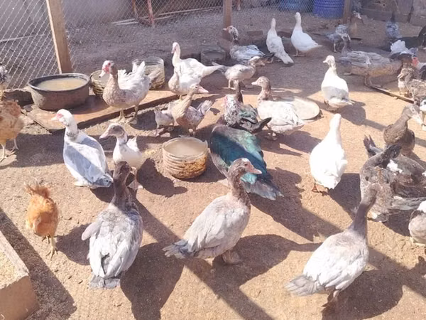 Ducks — Azerbaijan