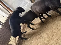 የጎትት አውራ በግ, Sheep — ፎቶ 4