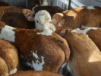 Bou, Simmental cattle — foto 7