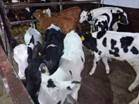 Bulle, Russian Black pied cattle — Foto 5