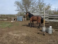 Horse (M), Horses — photo 2