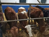 Bull, Cattle — photo 7