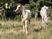 Mare, Horses — photo 2