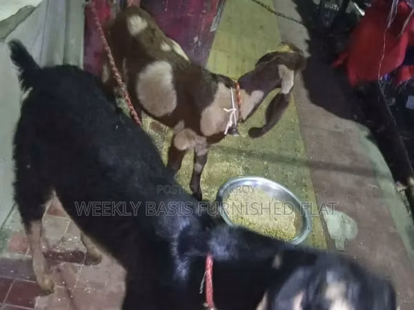 Goats (batch, sex not specified), Black Bengal goats — Bangladesh