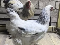 Brahma — foto 4