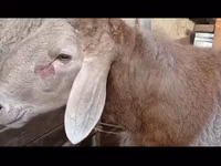 Kambing jantan, Arashan sheep — foto 2