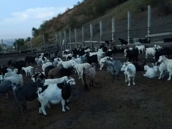 Goat, Goats — Kazakhstan