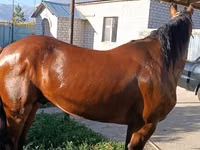 Kuda jantan, Horses — foto 3