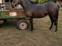 ሴት ፈረስ, Horses — ፎቶ 1