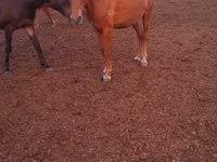 Kuda betina, Horses — foto 2