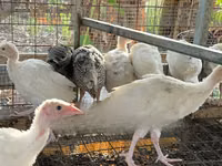 Turkeys — foto 5