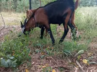 Kambing jantan, Nubian Goat — foto 5