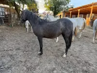 Mare, Lipizzaner — photo 4