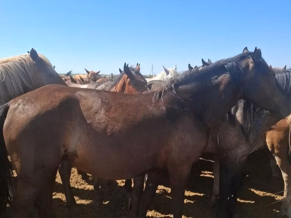 Mare, Horses — Kazakhstan