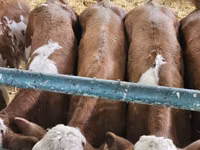 公牛, Simmental cattle — 照片 8
