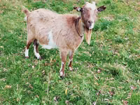 Goat, Goats — photo 2