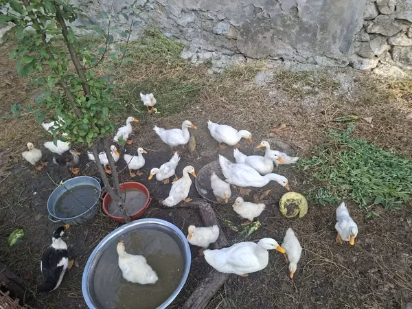 Ducks — Azerbejdżan