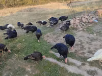 Turkeys — 2-rasm