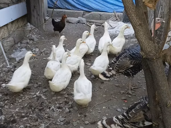 Ducks