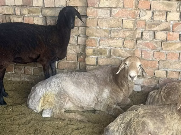 Kambing jantan, Arashan sheep — Kyrgyzstan