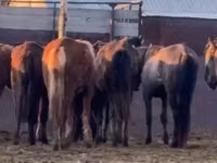 Horses (batch, sex not specified), Horses — photo 3