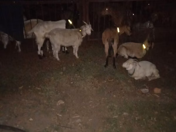 Sheep, Sheep — Kyrgyzstan