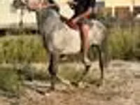 Ձի, Thoroughbred horse — լուսանկար 8