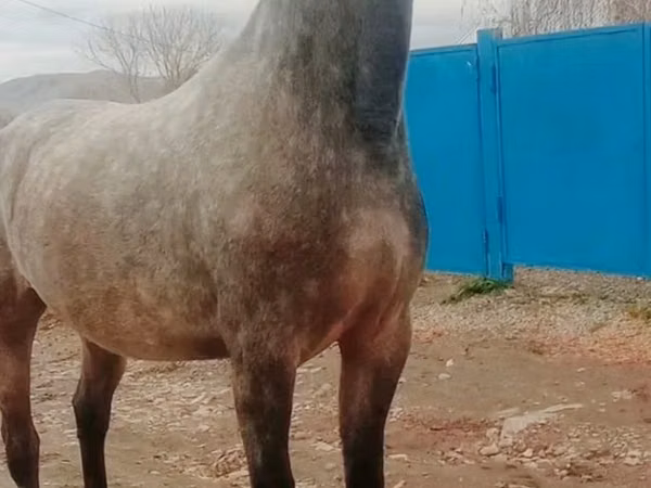 Mare, Orlov Trotter