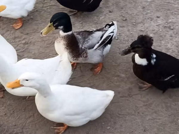 German Pekin — Azerbaijan