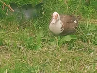 Turkeys — foto 2