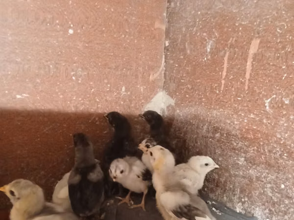 Chickens — Aserbaidschan