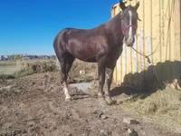 Horses (batch, sex not specified), Horses — photo 3