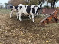 Bull, Russian Black pied cattle — photo 1