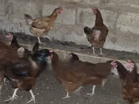 Chickens — sawirka 2