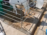 Banteng, Aberdeen-Angus — foto 7