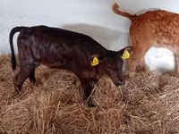 Bovini (lotto, sesso non specificato), Russian Black pied cattle — foto 4