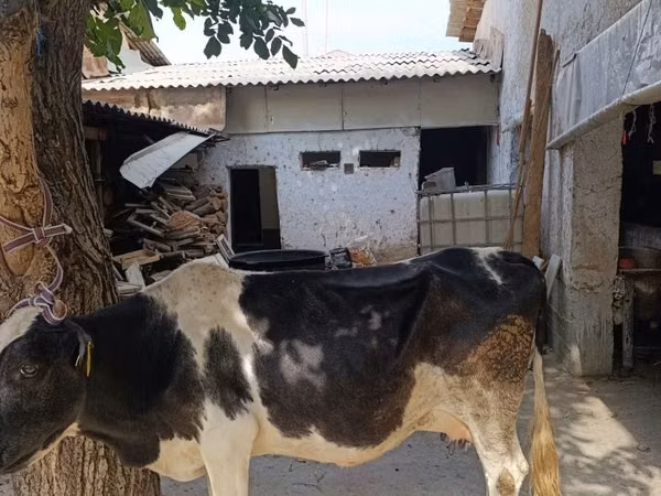 गाय, मवेशी