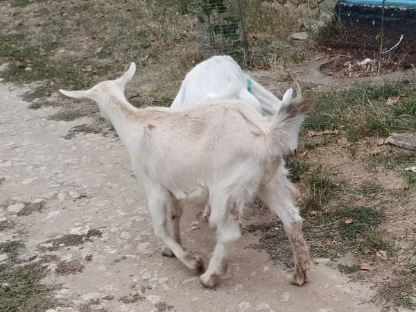 بز ماده, بز