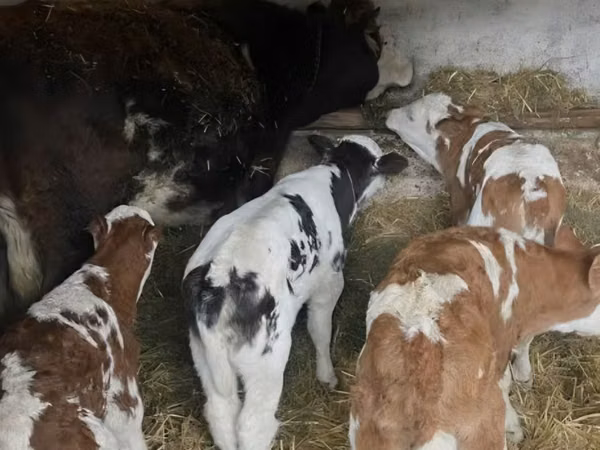 सांड, Russian Black pied cattle — मॉल्डोवा
