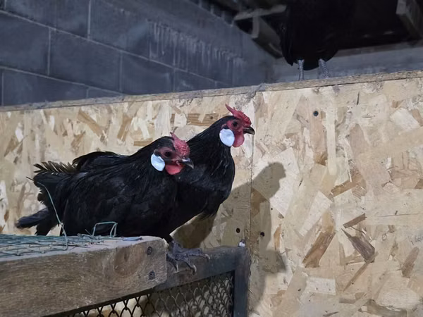 Chickens — কিরগিজিস্তান
