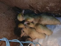Ducks — फ़ोटो 1