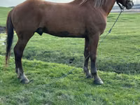 Kůň, Koně — foto 2