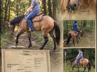 Азаргагүй морь, Quarter Horse — 1 зураг