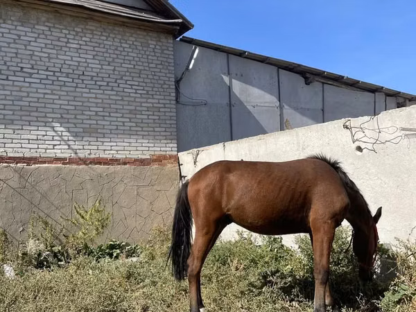 Horse (M), Anglo-Arabian